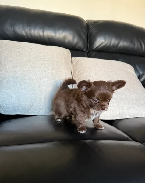 cuccioli di chihuahua mini toy disponibiliper adozione | Foto 0