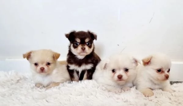 cuccioli di chihuahua mini toy disponibiliper adozione