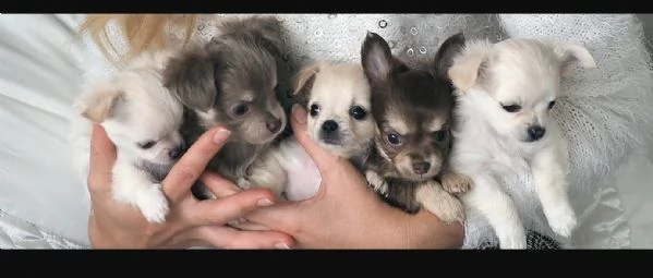 cuccioli di chihuahua mini toy disponibiliper adozione
