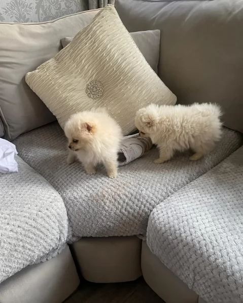 deliziosi cuccioli di pomerania toy per adozione | Foto 3