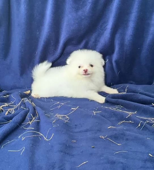 deliziosi cuccioli di pomerania toy per adozione | Foto 0