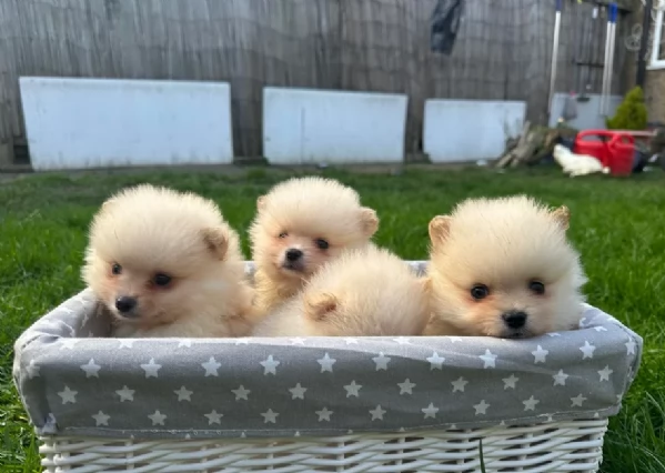 deliziosi cuccioli di pomerania toy per adozione