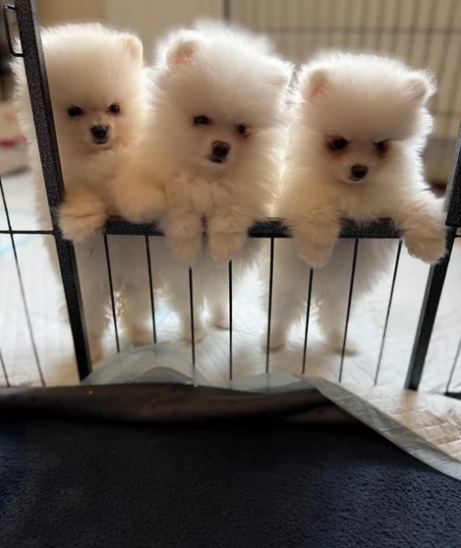 deliziosi cuccioli di pomerania toy per adozione | Foto 1