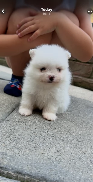 deliziosi cuccioli di pomerania toy per adozione | Foto 1