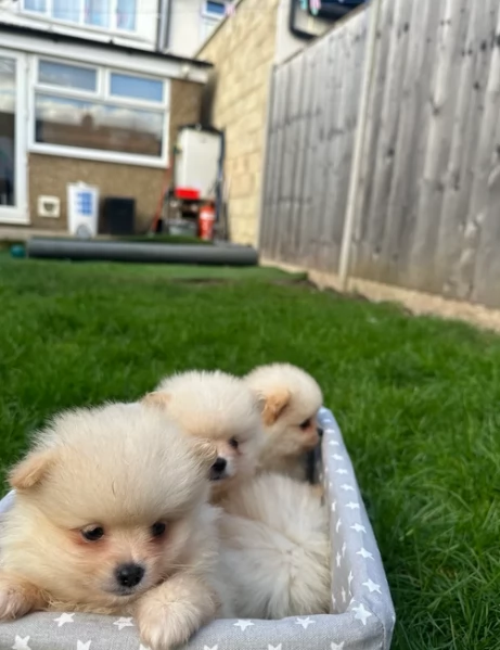deliziosi cuccioli di pomerania toy per adozione | Foto 2