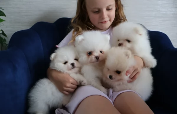 deliziosi cuccioli di pomerania toy per adozione
