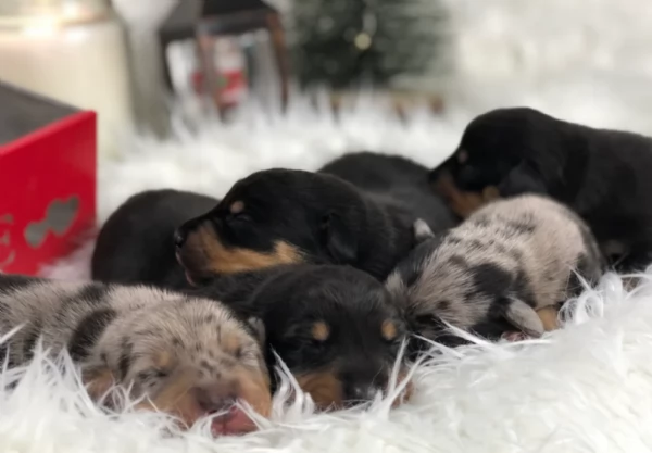 Pronto per essere adottato adesso Disponibile un bassotto nano | Foto 1