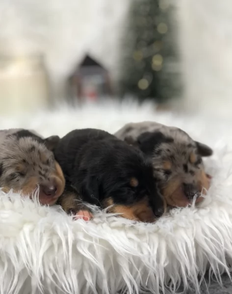 Pronto per essere adottato adesso Disponibile un bassotto nano