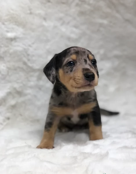 Pronto per essere adottato adesso Disponibile un bassotto nano | Foto 1
