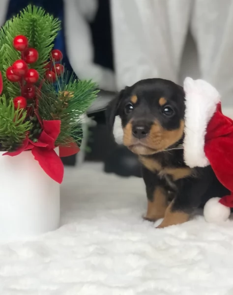 Pronto per essere adottato adesso Disponibile un bassotto nano | Foto 2