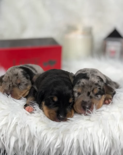 Pronto per essere adottato adesso Disponibile un bassotto nano