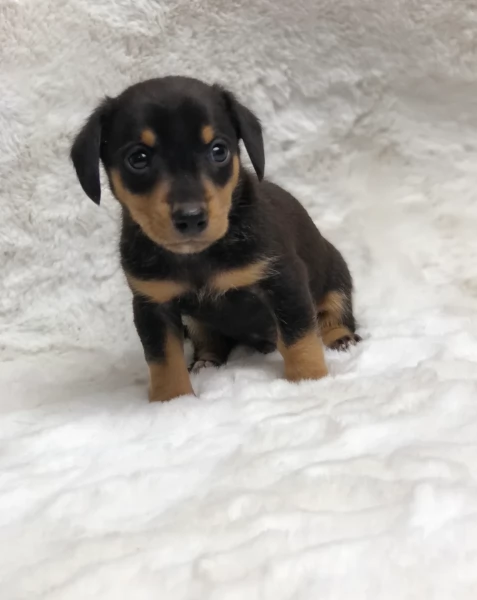 Pronto per essere adottato adesso Disponibile un bassotto nano | Foto 0