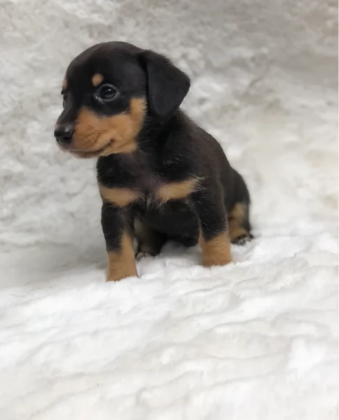 Pronto per essere adottato adesso Disponibile un bassotto nano | Foto 2