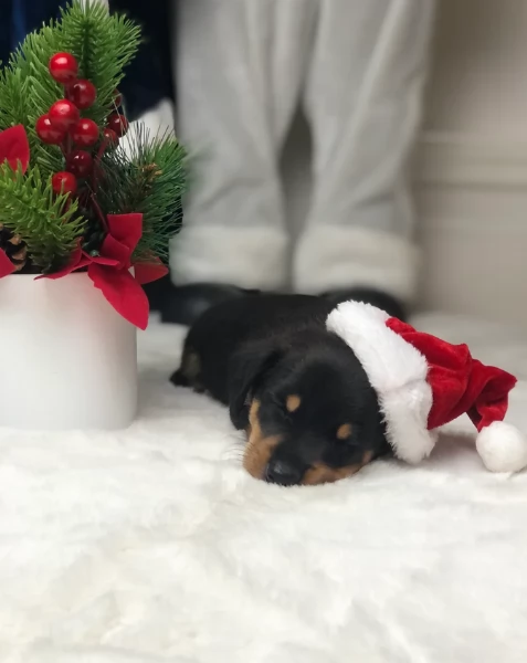 Pronto per essere adottato adesso Disponibile un bassotto nano | Foto 2