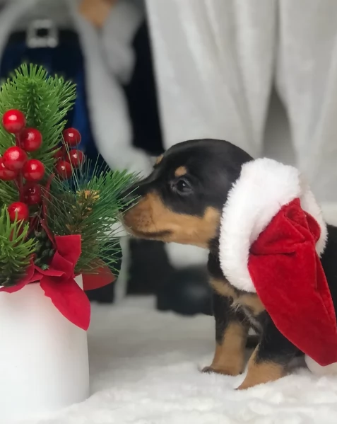 Pronto per essere adottato adesso Disponibile un bassotto nano