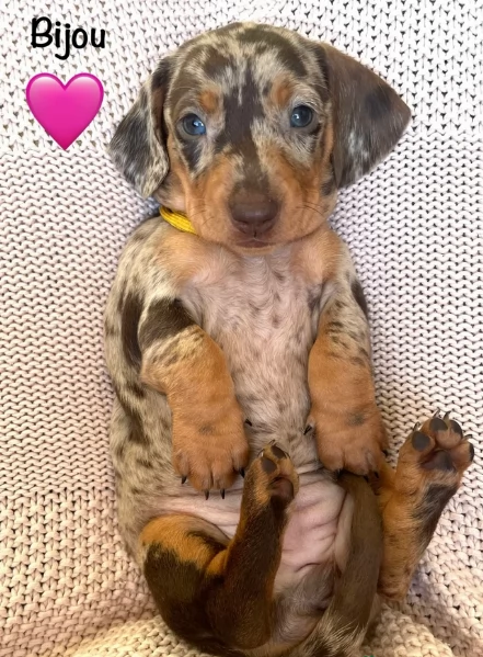 Pronto per essere adottato adesso Disponibile un bassotto nano | Foto 4