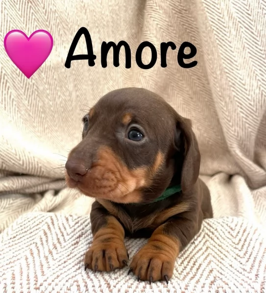 Pronto per essere adottato adesso Disponibile un bassotto nano | Foto 3