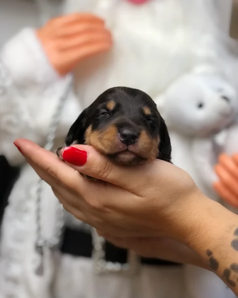 Pronto per essere adottato adesso Disponibile un bassotto nano | Foto 3