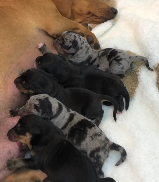 Pronto per essere adottato adesso Disponibile un bassotto nano | Foto 2