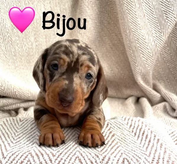 Pronto per essere adottato adesso Disponibile un bassotto nano | Foto 0