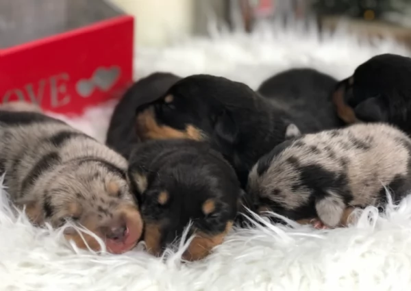 Pronto per essere adottato adesso Disponibile un bassotto nano