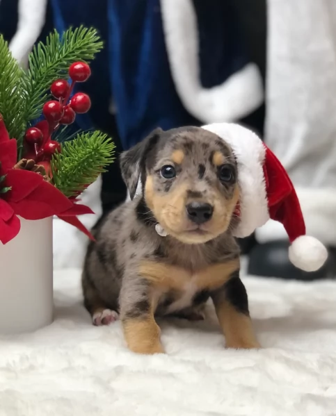 Pronto per essere adottato adesso Disponibile un bassotto nano | Foto 0