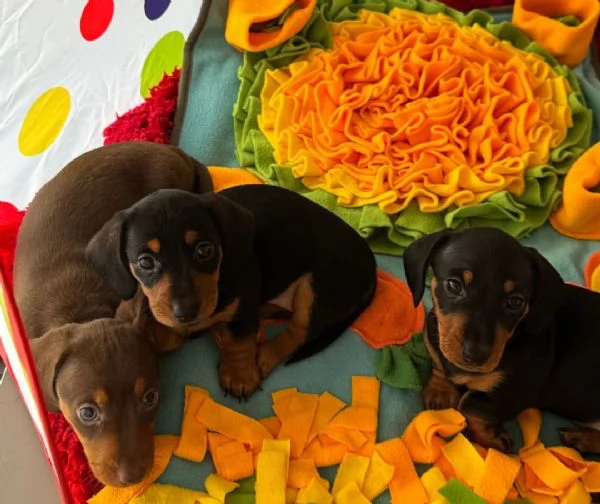 Cuccioli di bassotto | Foto 0