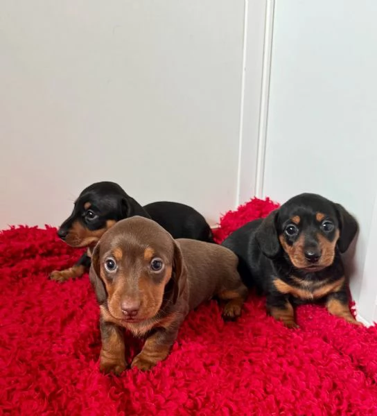 Cuccioli di bassotto