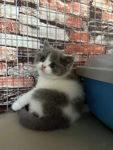 Gattini British Shorthair | Foto 0