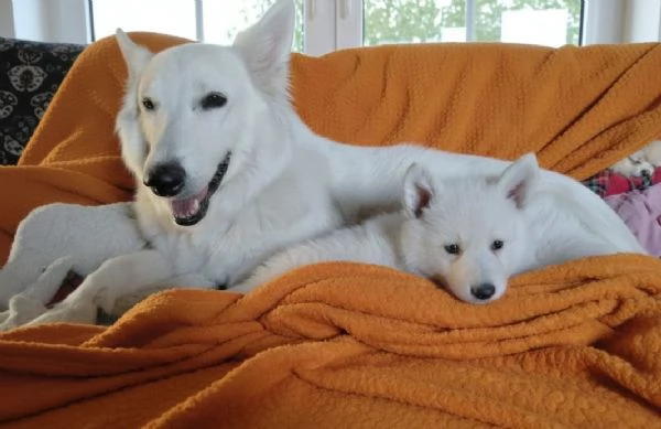 Pastore Bianco svizzero ultima cucciola 