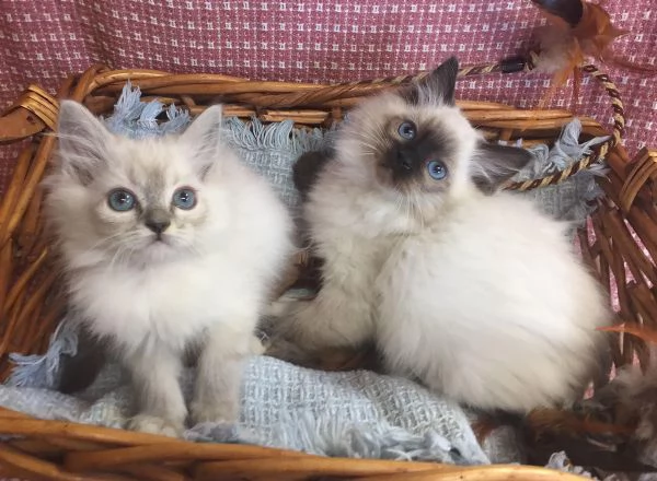 Cuccioli Ragdoll in vendita super affettuosi