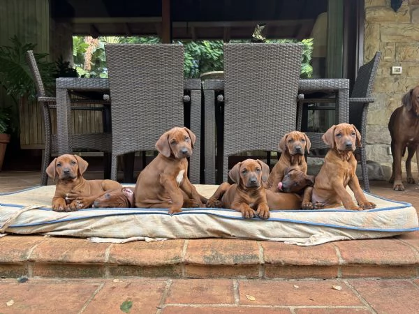 Rhodesian Ridgeback | Foto 5