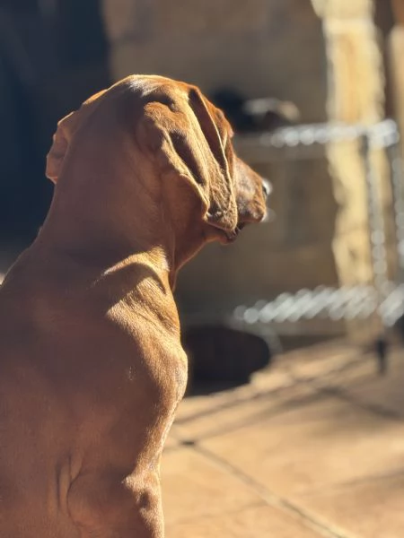 Rhodesian Ridgeback | Foto 4
