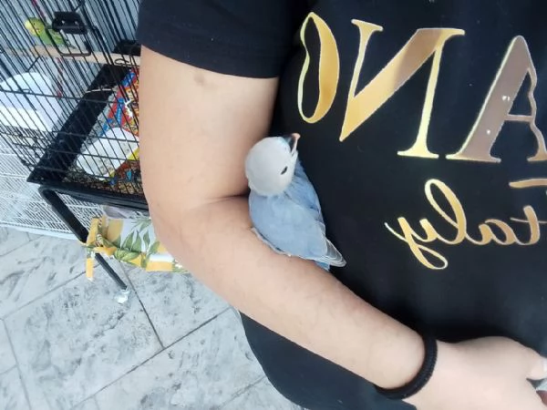 Inseparabili  | Foto 5