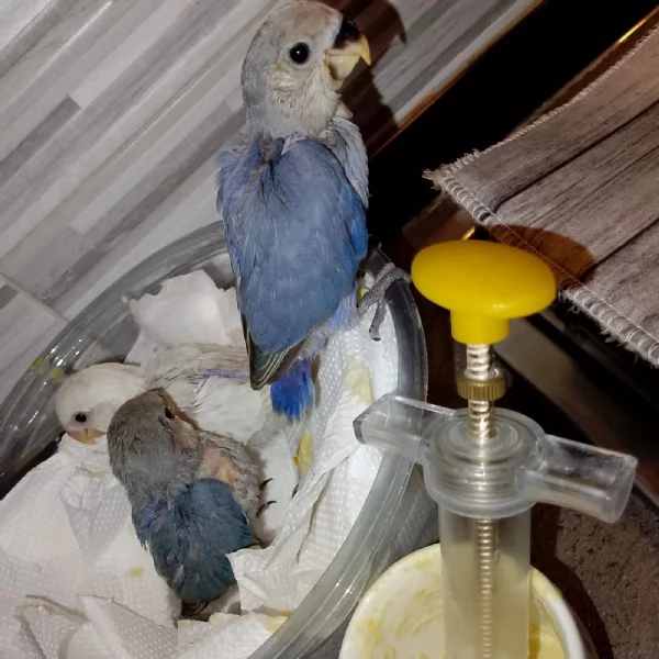 Inseparabili  | Foto 4