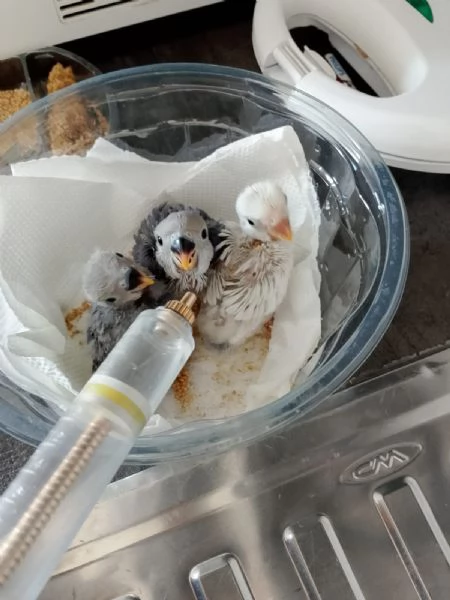 Inseparabili  | Foto 0