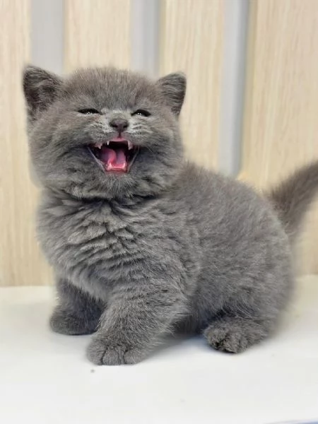 Due cucciole british shorthair