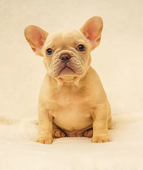 Splendidi cuccioli di Bulldoq Francess