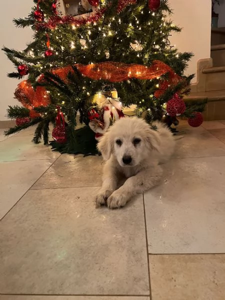 Cucciole incrocio pastore maremmano cercano una famiglia amorevole 