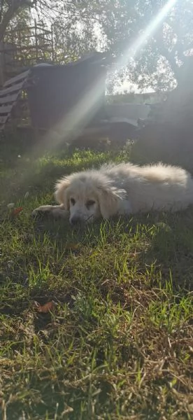 Cucciole incrocio pastore maremmano cercano una famiglia amorevole  | Foto 6