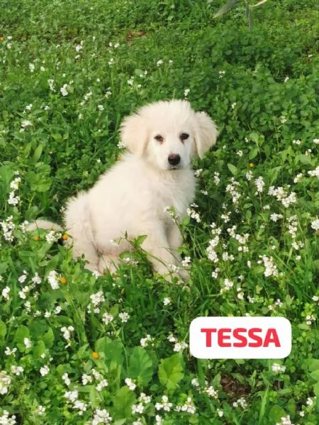 Cucciole incrocio pastore maremmano cercano una famiglia amorevole  | Foto 5