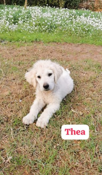 Cucciole incrocio pastore maremmano cercano una famiglia amorevole  | Foto 4