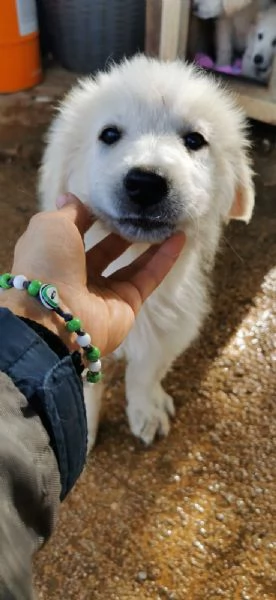 Cucciole incrocio pastore maremmano cercano una famiglia amorevole  | Foto 3