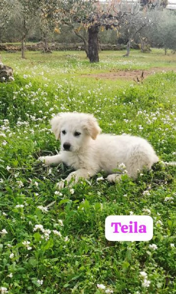 Cucciole incrocio pastore maremmano cercano una famiglia amorevole  | Foto 2