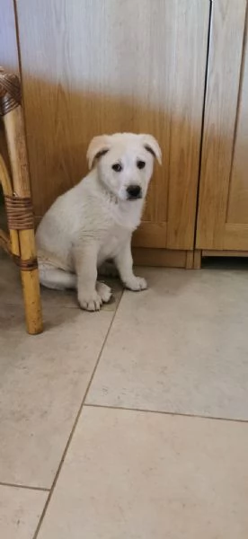 Thor in adozione  | Foto 2