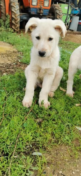 Thor in adozione  | Foto 1