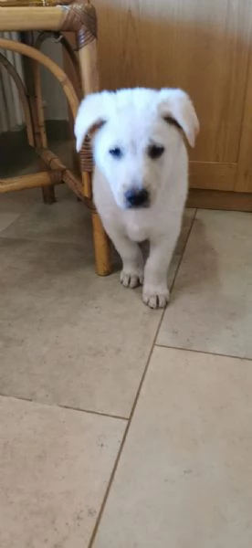 Thor in adozione  | Foto 0