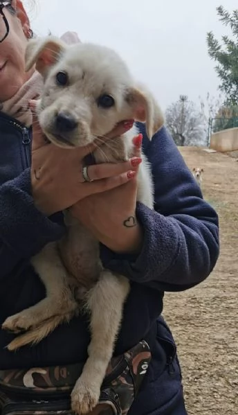 Cucciola cerca una famiglia  | Foto 1