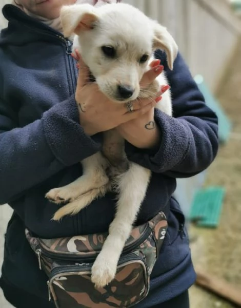 Cucciola cerca una famiglia  | Foto 0