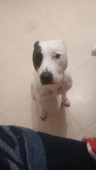 Sharon dolce Pitbull cerca una famiglia 
